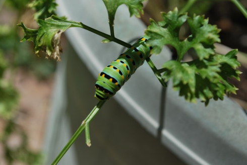 I am always finding brightly colored caterpillars in the yard. This one ate my entire parsley plant in 2 days.  I don't mind.  It grew back, and it nourished him.