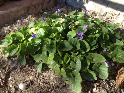 These violets are from my parents' house in Woodland Hills from 1976.  They are older than that, that's just when we moved in.