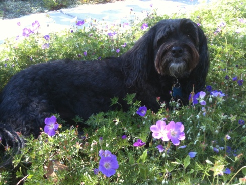 Maggie loves to lie down in the cool of my flowers. These are in the front, and I am happy to let her lay there.